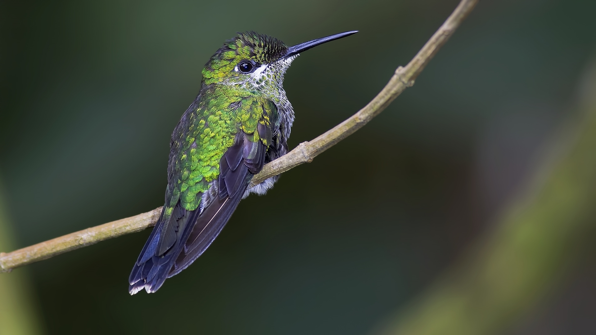 White-necked Jacobin — Ana fotoğraf